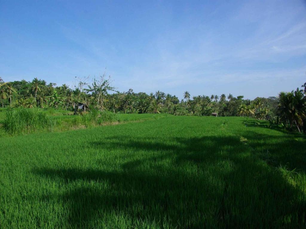 Omah Apik Hotel Ubud  Exterior photo